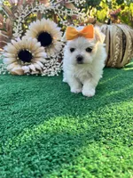AKC May , a female Maltese for sale in Yanush, OK – 4 of 9