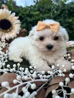 AKC  tiny  girl , a female Maltese for sale in Yanush, OK – 3 of 5