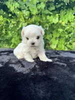 AKC tiny Korean boy , a male Maltese for sale in Yanush, OK – 7 of 10