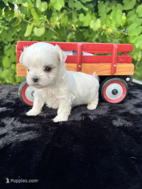 AKC tiny Korean boy  – Maltese puppy for sale in Yanush, OK