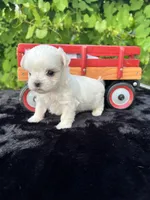 AKC tiny Korean boy , a male Maltese for sale in Yanush, OK – 1 of 10