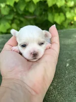 AKC Korean boy , a male Maltese for sale in Yanush, OK – 1 of 5