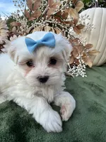 Ack Grace , a female Maltese for sale in Yanush, OK – 2 of 5