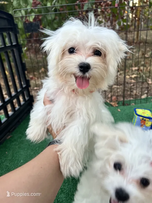 AKC lover boy  – Maltese puppy for sale in Yanush, OK