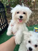 AKC lover boy , a male Maltese for sale in Yanush, OK – 1 of 3