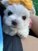 AKC May , a female Maltese for sale in Yanush, OK – 9 of 9