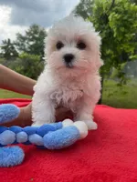 Dolly Boy 2, a male Maltese for sale in Yanush, OK – Photo 3 of 3