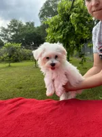 Dolly Boy 2, a male Maltese for sale in Yanush, OK – Photo 1 of 3