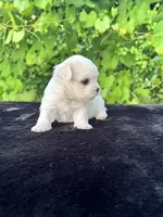 AKC tiny Korean boy , a male Maltese for sale in Yanush, OK – 9 of 10
