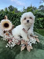 AKC Korean boy , a male Maltese for sale in Yanush, OK – 4 of 9