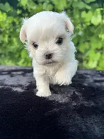 AKC tiny Korean boy , a male Maltese for sale in Yanush, OK – 5 of 10