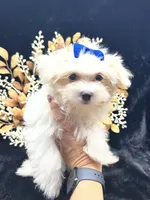 AKC Mia , a female Maltese for sale in Yanush, OK – 3 of 3