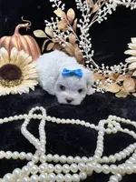 AKC Ellie , a female Maltese for sale in Yanush, OK – 4 of 5