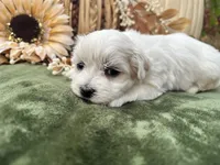 AKC Luke , a male Maltese for sale in Yanush, OK – 2 of 4