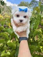 AKC Ellie , a female Maltese for sale in Yanush, OK – 3 of 5