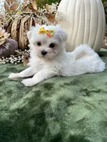 AKC sunshine , a female Maltese for sale in Yanush, OK – 5 of 7