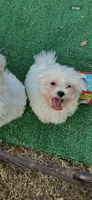 AKC lover boy , a male Maltese for sale in Yanush, OK – 3 of 3