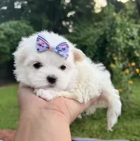 AKC  tiny  girl , a female Maltese for sale in Yanush, OK – 2 of 2