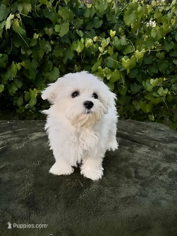 AKC Bobo – Maltese puppy for sale in Yanush, OK