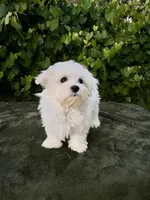 AKC Bobo, a male Maltese for sale in Yanush, OK – 1 of 10