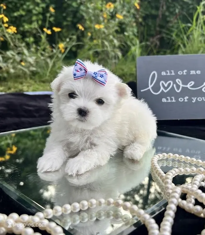 AKC  tiny  girl  – Maltese puppy for sale in Yanush, OK