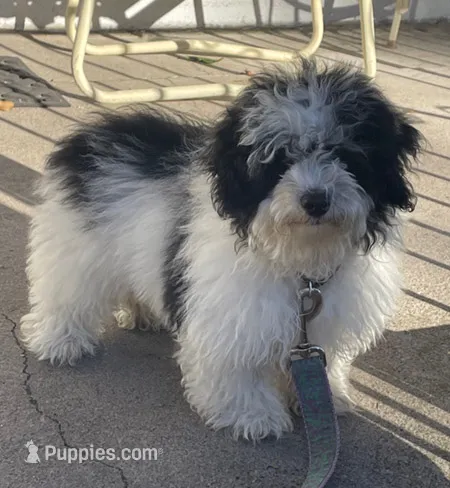 Mister – Maltipoo puppy for sale in Stockton, NJ