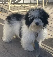 Mister, a male Maltipoo for sale in Stockton, NJ – 1 of 1