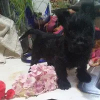 Sherry, a female Scottish Terrier for sale in Stockton, NJ – 1 of 1