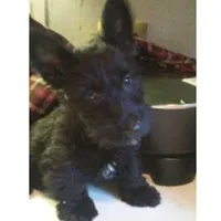 Shane, a male Scottish Terrier for sale in Stockton, NJ – 1 of 1