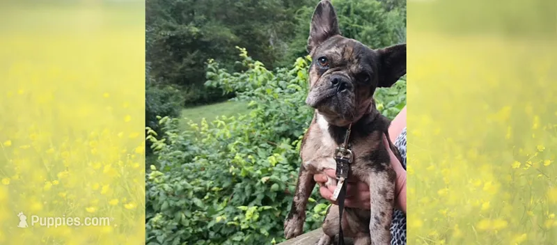 Fiona – French Bulldog puppy on hold in Stockton, NJ