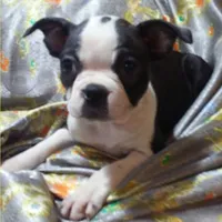 Brando, a male Boston Terrier for sale in Stockton, NJ – 1 of 1