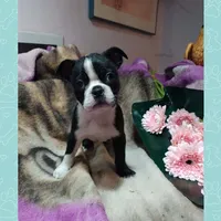 Brooke, a female Boston Terrier for sale in Stockton, NJ – 1 of 1