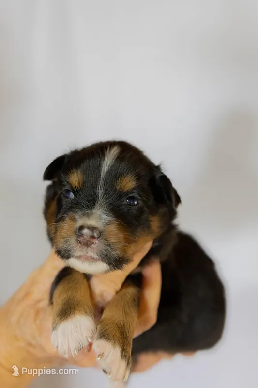 Simba – Miniature Australian Shepherd puppy for sale in Bowdon, GA