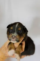 Simba, a male Miniature Australian Shepherd for sale in Bowdon, GA – 3 of 3