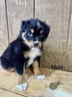 Simba, a male Miniature Australian Shepherd for sale in Bowdon, GA – 2 of 3