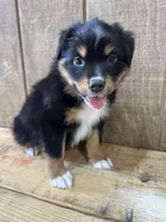 Simba, a male Miniature Australian Shepherd for sale in Bowdon, GA – 1 of 3