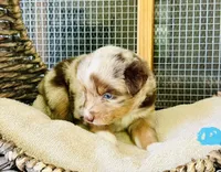 Romeo, a male Toy Australian Shepherd for sale in Bowdon, GA – 5 of 5