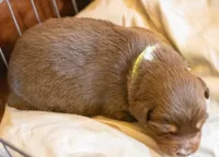 Celeste, a female Miniature Australian Shepherd for sale in Bowdon, GA – Photo 2 of 2