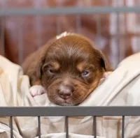 Celeste, a female Miniature Australian Shepherd for sale in Bowdon, GA – Photo 1 of 2