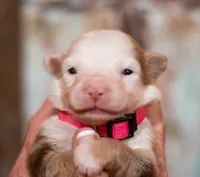 Payton, a female Miniature Australian Shepherd and Miniature American Shepherd for sale in Bowdon, GA – Photo 3 of 5