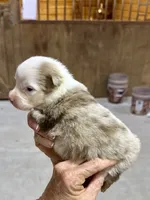Payton, a female Miniature Australian Shepherd and Miniature American Shepherd for sale in Bowdon, GA – Photo 1 of 5