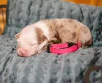 Payton, a female Miniature Australian Shepherd and Miniature American Shepherd for sale in Bowdon, GA – Photo 4 of 5