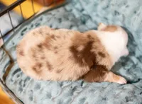 Payton, a female Miniature Australian Shepherd and Miniature American Shepherd for sale in Bowdon, GA – Photo 5 of 5