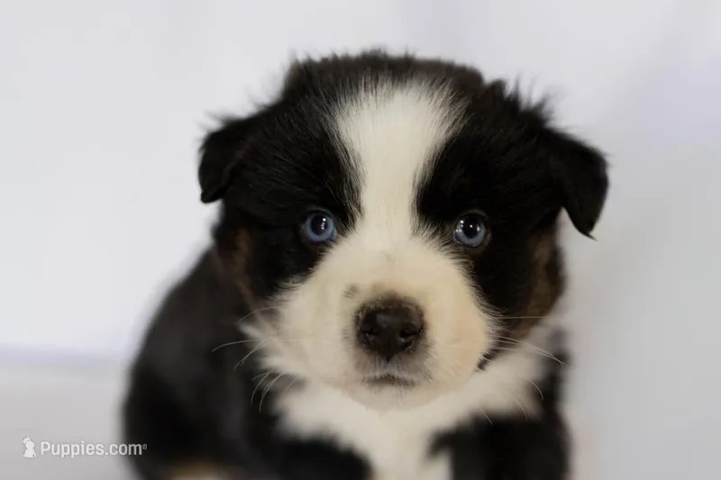 Tilah – Miniature Australian Shepherd puppy for sale in Bowdon, GA