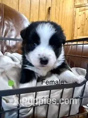 Tilah – Miniature Australian Shepherd puppy for sale in Bowdon, GA