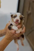 Faith, a female Toy Australian Shepherd for sale in Bowdon, GA – 4 of 7