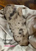 Raja, a female Miniature Australian Shepherd for sale in Bowdon, GA – Photo 4 of 4