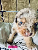 Raja, a female Miniature Australian Shepherd for sale in Bowdon, GA – Photo 1 of 4