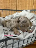 Raja, a female Miniature Australian Shepherd for sale in Bowdon, GA – Photo 2 of 4