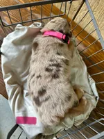 Raja, a female Miniature Australian Shepherd for sale in Bowdon, GA – Photo 3 of 4